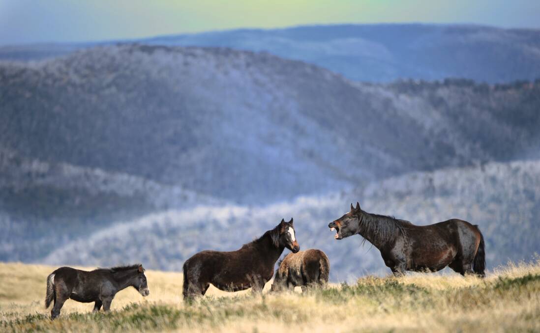 MOB: The lives of Victoria's high country brumbies are in the hands of a Federal Court judge who will hand down a decision today in the case between Australian Brumby Alliance and Parks Victoria.