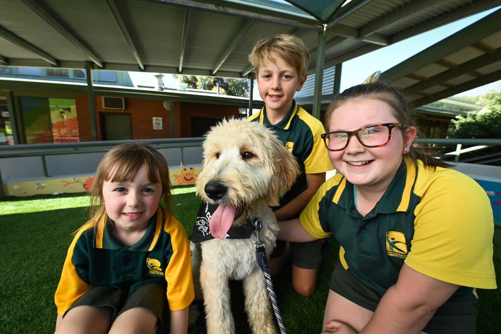 NEW PAL: Baranduda Primary School students Stella Larcombe 5, Harry Bowles, 9, and Summer Twyman, 11, with dog coco, one of the four new wellbeing dogs in local schools. Picture: MARK JESSER
