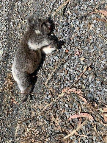 The joey was found on Sunday.