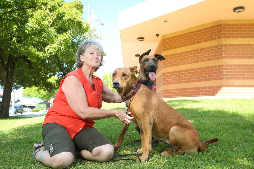VOLUNTEER: Albury Wodonga Animal Rescue's Lorraine Webb is calling for more foster carers to look after rescue dogs such as Honey and Nulla until they can find a permanent home. Picture: JAMES WILTSHIRE