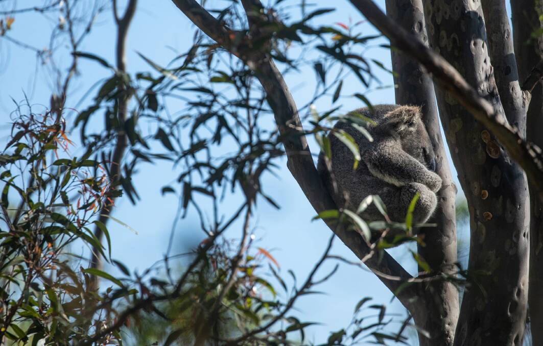 A koala on a property near the Brandy Hill quarry. Picture: Marina Neil