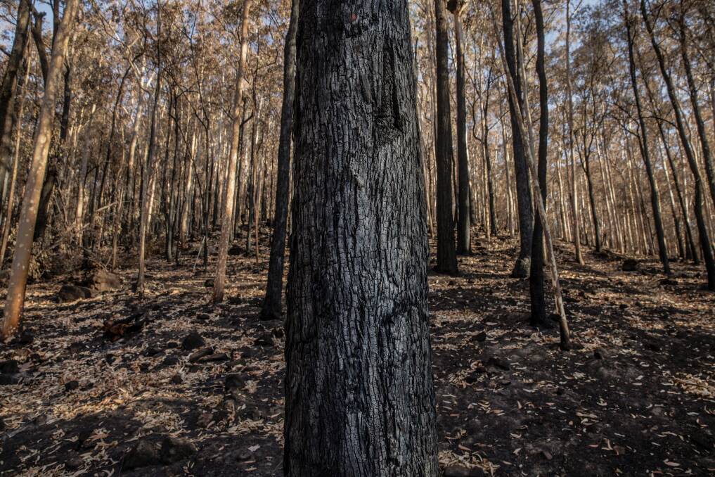 The burnt bushland. Picture: Marina Neil