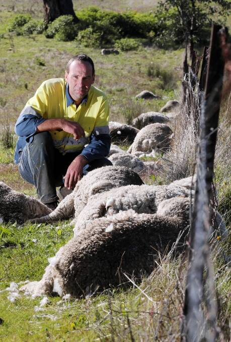 Clint Heywood says domestic dogs have chased and killed 140 of his sheep. Picture: JOHN RUSSELL