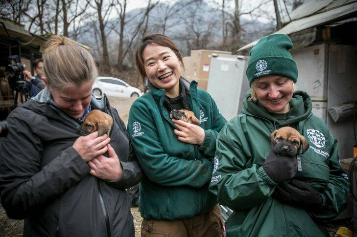 (from left) Abby Hubbard, Deputy Director of Animal Welfare League of Alexandria, Nara Kim, Campaign Manager in South Korea of Humane Society International (HSI), and Wendy Higgins, HSI Director of International Media, hold and cuddle Tosa puppies that were born on the farm at a dog meat farm in Namyangju, South Korea, on Tuesday, November 28, 2017. The operation is part of HSIs efforts to fight the dog meat trade throughout Asia. In South Korea, the campaign includes working to raise awareness among Koreans about the plight of meat dogs being no different from the animals more and more of them are keeping as pets. (From left) Abby Hubbard, deputy director of the Animal Welfare League of Alexandria; Nara Kim, Humane Society International's campaign manager for South Korea; and Wendy Higgins, HSI director of international media, hold Tosa puppies that were born at Mr Kim's dog meat farm