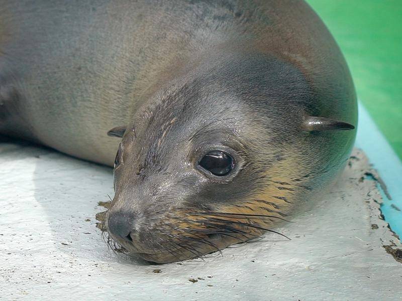 A rescued seal pup has been nursed back to health by keepers at Melbourne Zoo.