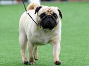 Pugs' health issues stem from the characteristics that are often considered cute by the public.