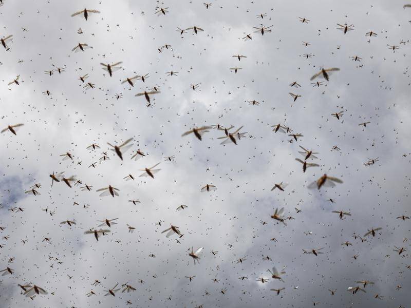 The UN plans to use drones to spray swarms of locusts in eastern Africa with pesticides.