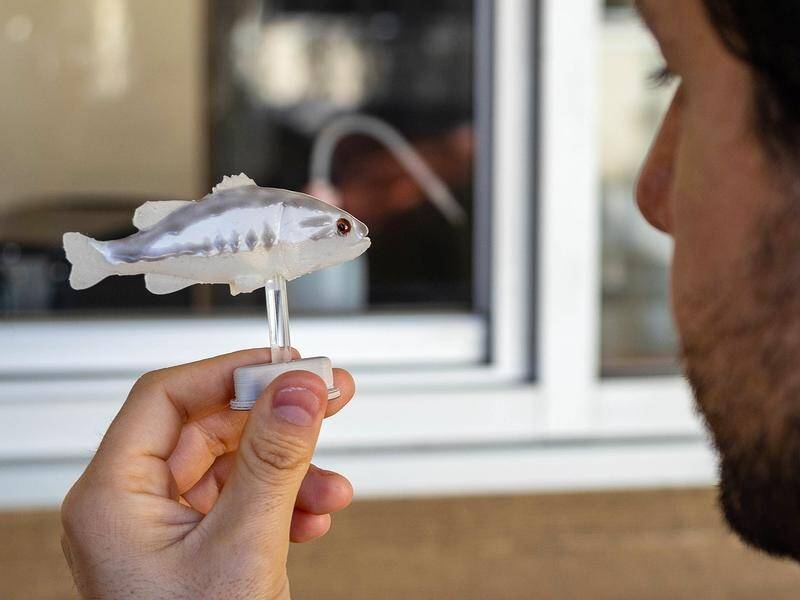 Researchers at The University of WA have developed a robotic fish that protects native species.