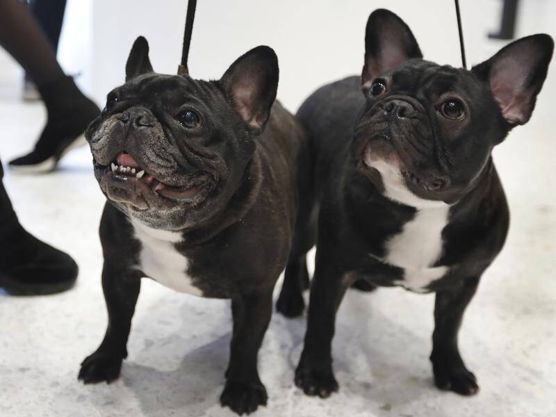 A Victorian woman has been charged over an alleged $30,000 scam involving French Bulldogs. (file)