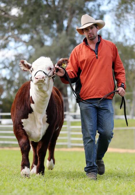 Centennial Herefords stud manager Paul Manwaring leads the heifer that will be auctioned in Wodonga tomorrow. Picture: JOHN RUSSELL
