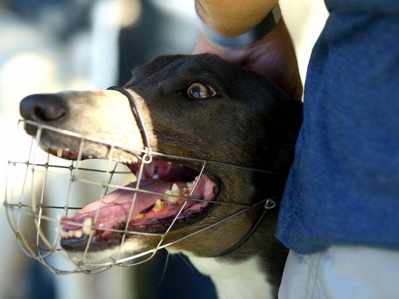 Western Australia will scrap laws forcing pet or retired greyhounds to be muzzled in public.