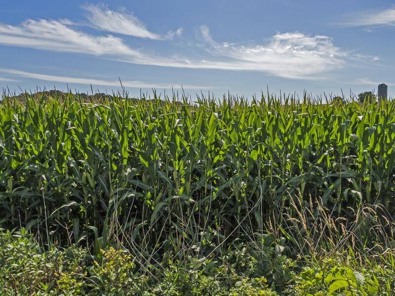The US and Japan have agreed 'in principle' on a trade deal, including on exports of US corn.