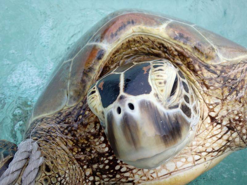 Floods can lead to a dramatic increase in deaths of green turtles on the Great Barrier Reef.