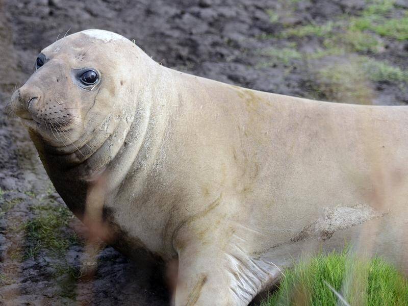 Tasmanian wildlife officials have urged people not to seek out encounters with Neil the seal. (Department of Natural Resources and Environment Tasmania/AAP PHOTOS)