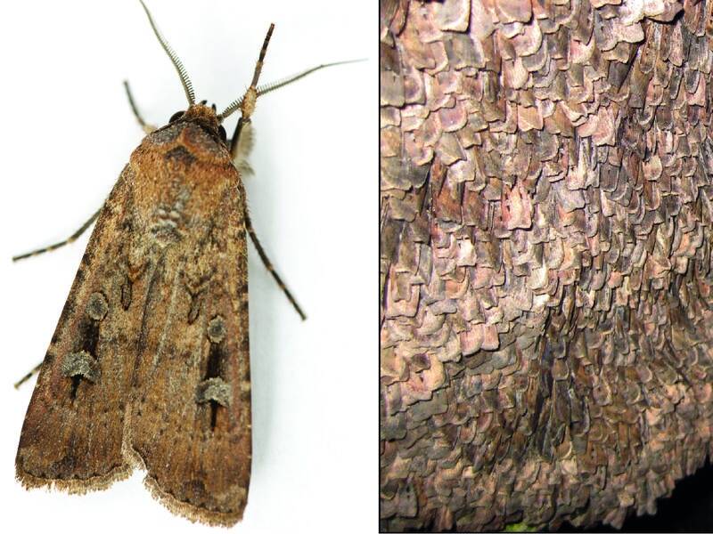 The Bogong moth was considered a source of nutrients due to its large numbers and high fat content.