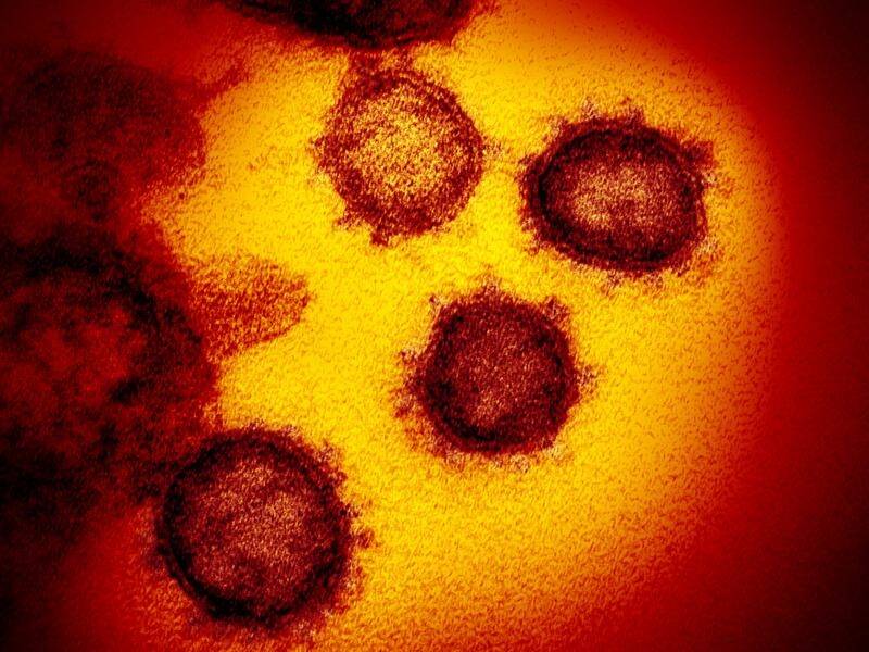 Researchers say the new coronavirus behaves much more like influenza than other related viruses.
