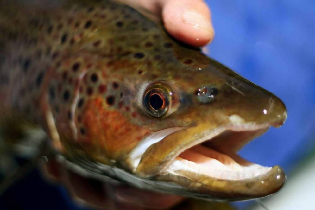 Catching brown trout, like this one, ends in rivers after this weekend.