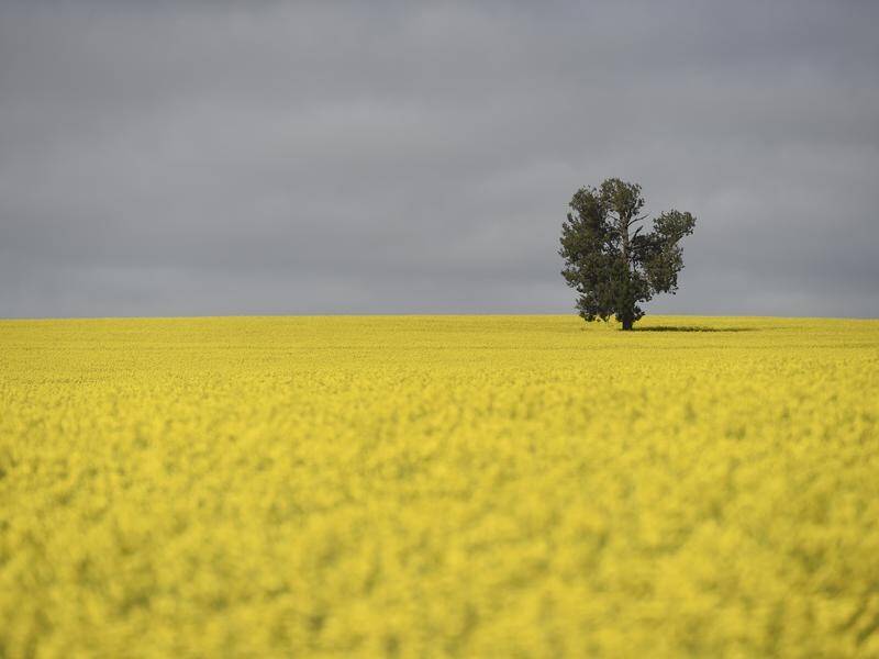 A 100-megawatt battery will be set up in the NSW Riverina to provide renewable energy.