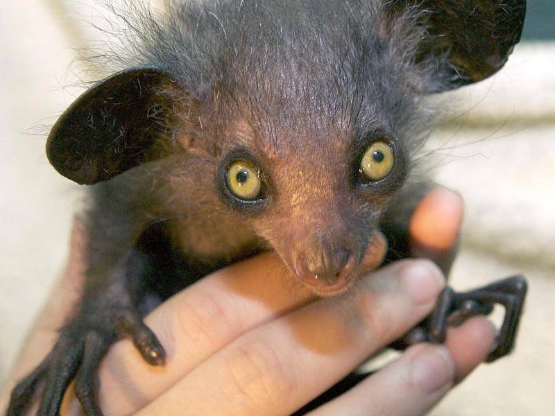 A study has found the Madagascan aye-aye has developed an extra 'finger'.