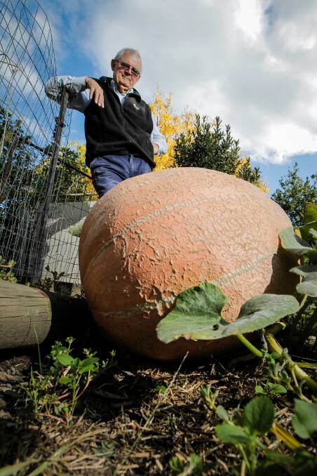Royce Sample with the early favourite for Murmungee’s giant pumpkin competition tomorrow. Picture: DYLAN ROBINSON