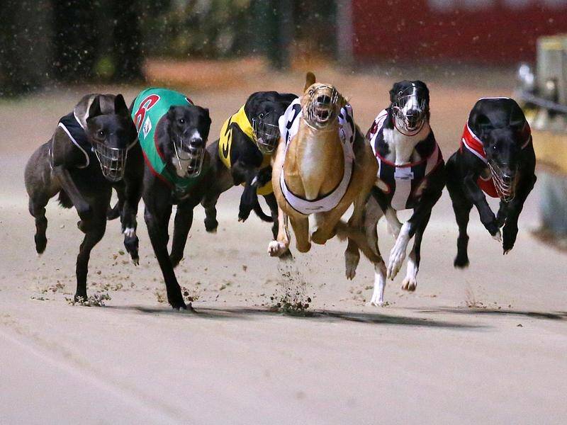 A code of practice for the NSW greyhound industry has been released by the state government.