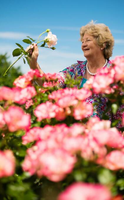 RIGHT: Rose-A-Fair convener Sue Beardwell standing  in a patch of roses  at East Albury.  Picture:  DYLAN ROBINSON