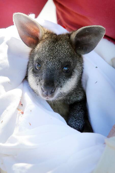 Christine Fowler is caring for a swamp wallaby rescued from Doctors Point. Picture: TARA GOONAN