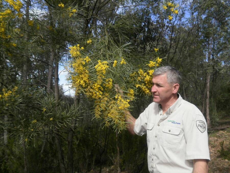 Ranger Kelton Goyne is delighted with his find of a rare wattle, found for the first time in Victoria.