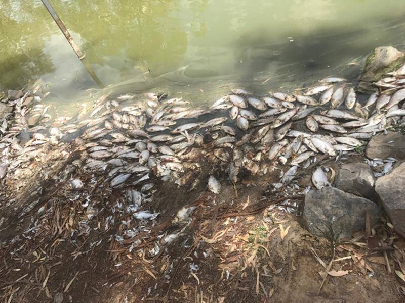 New research blames governments for mass fish deaths in the Darling River system.