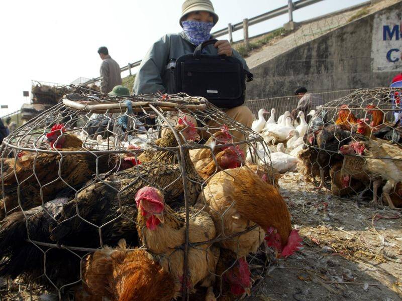 Vietnam has reported outbreaks of H5N1 and H5N6 bird flu strains in 14 provinces.