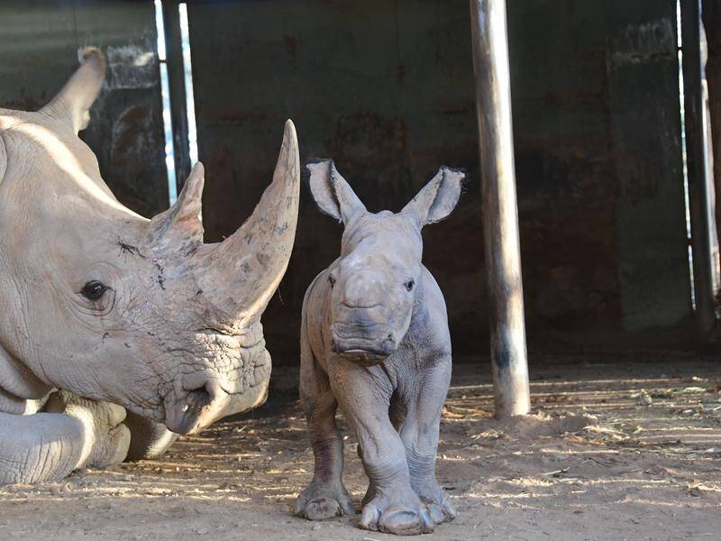 A newborn Southern White Rhino calf has been born at Monarto Safari Park in South Australia.