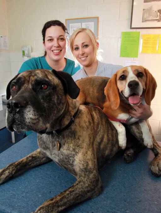 Jessica Howe who has been short-listed for Vet Nurse of the Year and Amanda Oeser, who has won student Nurse of the Year with Amanda’s pair of pooches, Tags and Bella. Picture: KYLIE ESLER