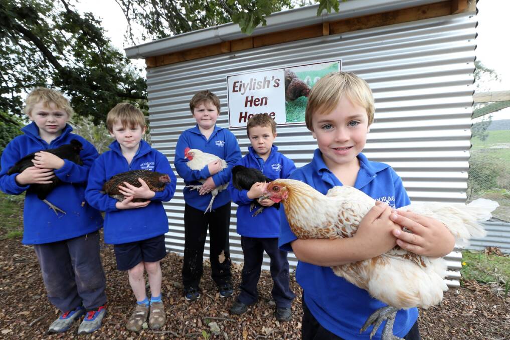 Wooragee Primary School student Kalum Porteous, 6, is excited about the new chicken coop at the school, as are fellow students Patrick Bankier, 8, Louis Croft, 6, James Bankier, 10, and Ned Stewart, 6. Picture: PETER MEKESTEYN