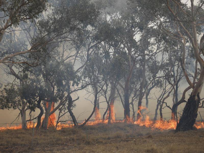 The bushfires royal commission is examining the effectiveness of hazard reduction activities.