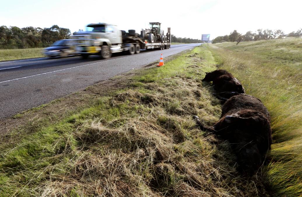 A number of cattle were killed on the Hume Freeway on Sunday night after escaping from a nearby property. Picture: JOHN RUSSELL