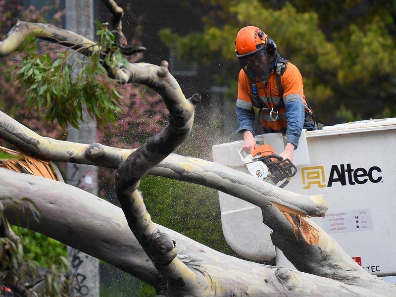 Victoria's State Emergency Service received about 2300 calls for fallen trees across the state.
