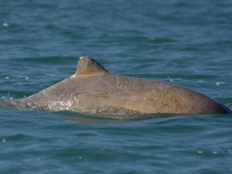 Studies show a quarter of snubfin and humpback dolphins along Qld's coast had been in shark attacks. (PR HANDOUT IMAGE PHOTO)