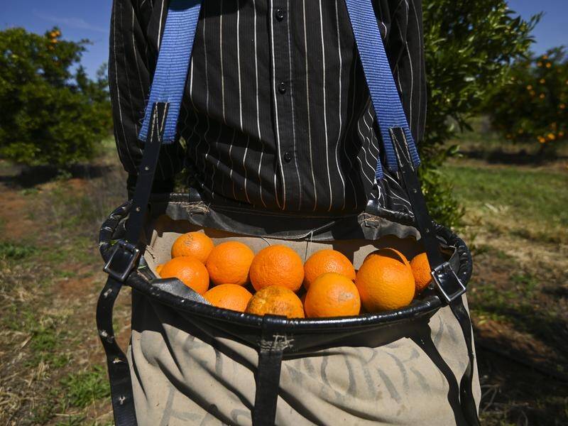 Labor wants to address agricultural worker shortages by reforming seasonal worker programs.
