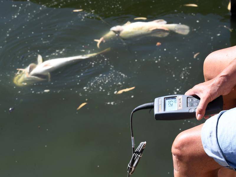 Authorities say recent fish deaths on the Darling River have focused minds.