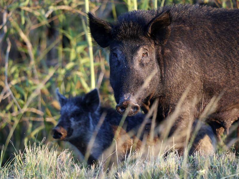 Feral pigs are among the worst offenders in $800m worth of animal damage to Australia's agriculture.