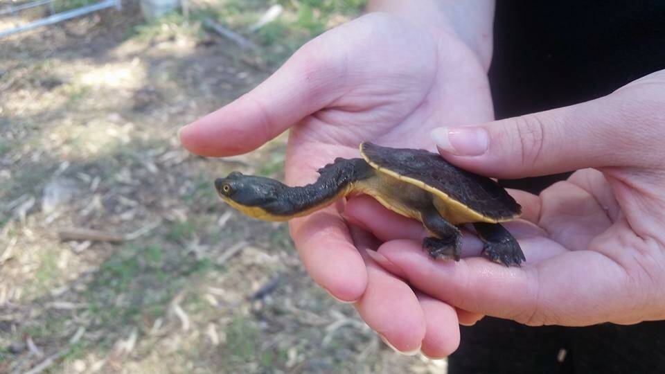 A juvenile Broadshell Turtle. 
