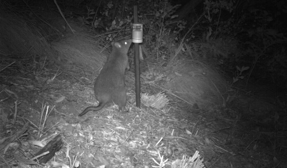 A long-footed Potoroo captured on camera. Picture: Arthur Rylah Institute for Environmental Research