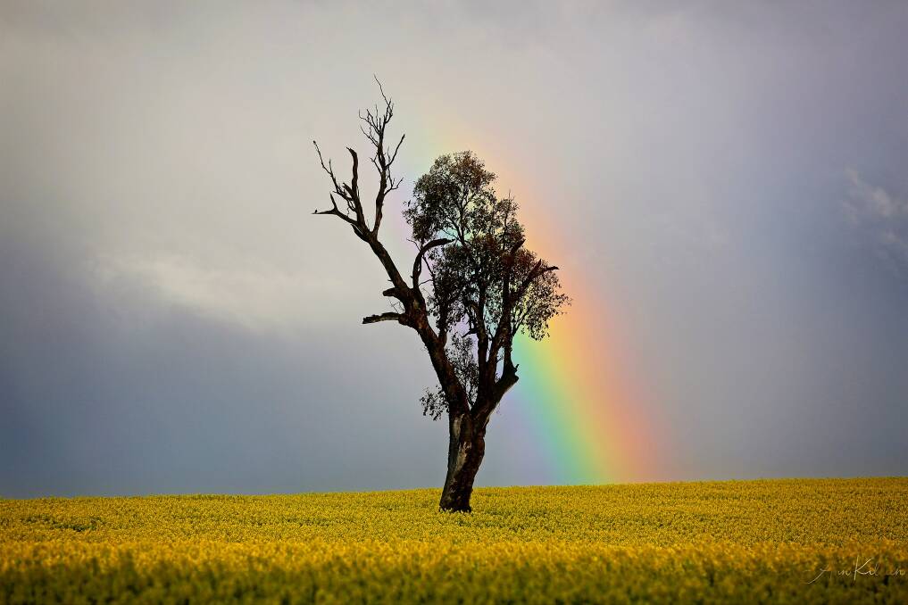 COLOUR ME HAPPY: There may not be a pot of gold at the end of the rainbow just yet but blooming canola fields are putting smiles on farmers' faces. Picture: ANN KILEEN