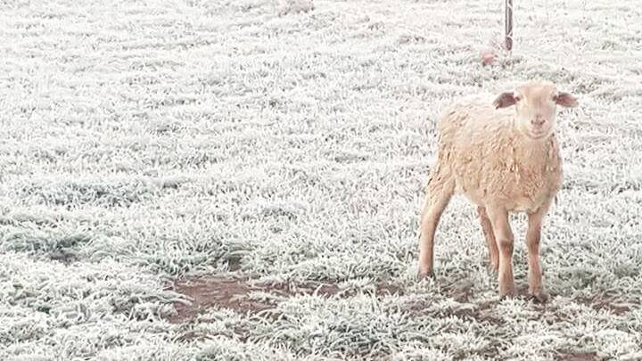 BRRRRR: Burrumbuttock's Kathryn Mitsch spotted this chilly lamb on her front paddock as she headed for a run. Unfortunately the start of spring won't spell the end of frosty mornings. 