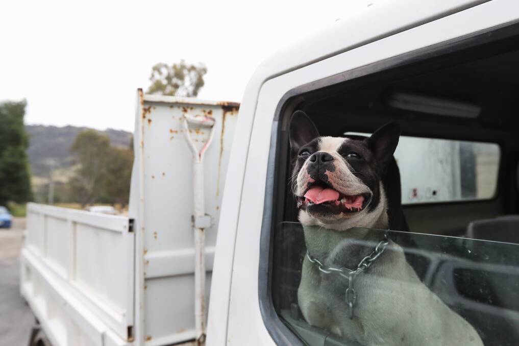 HOT DOG: Experts have warned against leaving pets alone in cars on Saturday with the temperature to jump to 41 degrees. As the mercury rises make sure your pets have adequate water, shade and a spot to cool down. Picture: MARK JESSER