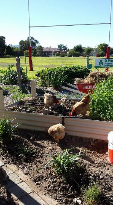 SQUAWK: The missing hens. Picture: Facebook/Holbrook Community Garden 