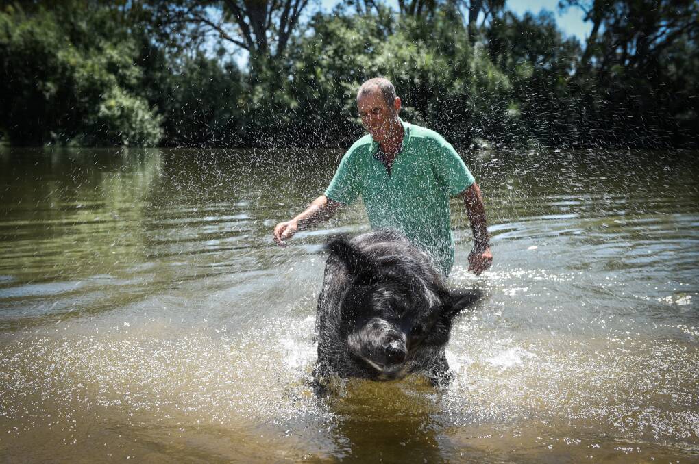 HOT DOG: Jumbo cools off in the water, with owner Paul Whitehead during a heat wave in 2015. Picture: MARK JESSER 