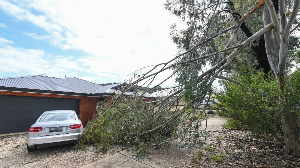 Trees felled and houses damaged after storm batters the Border