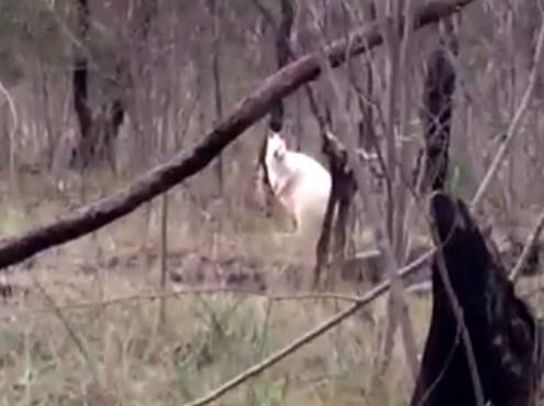 MUM: A rare albino wallaby and her joey was spotted this week.