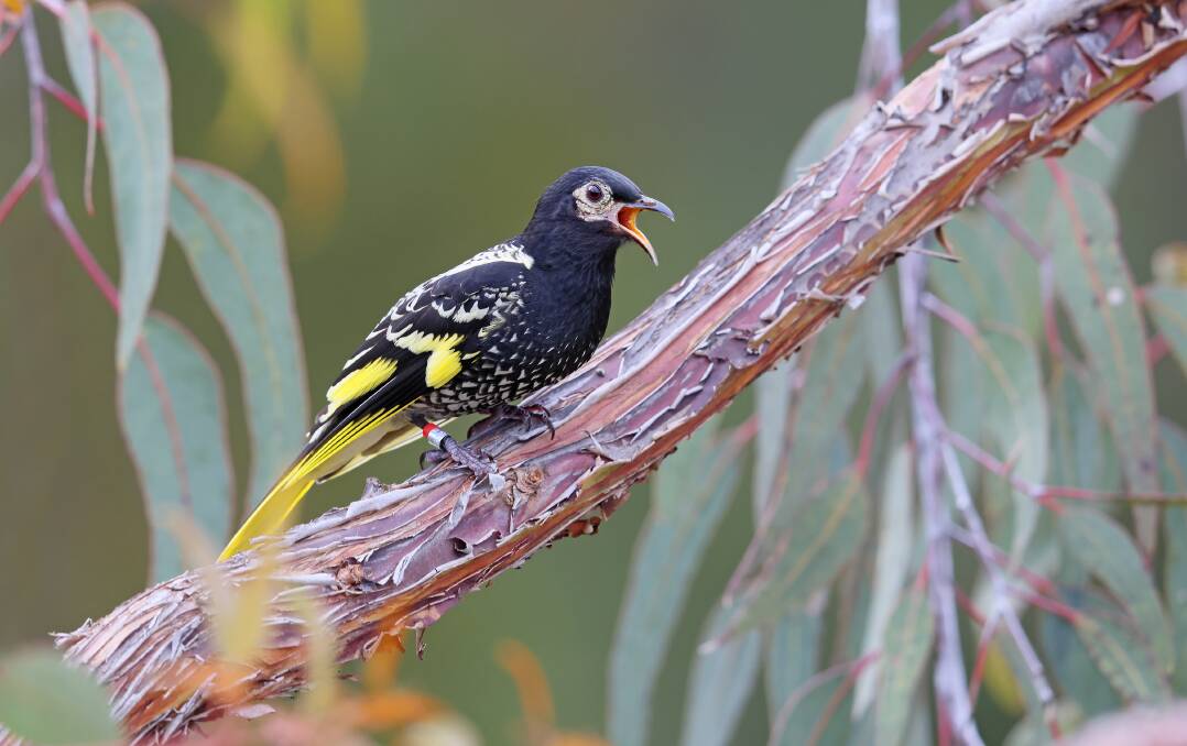 RARE: A male Regent Honeyeater was spotted in Wangaratta. The critically-endangered bird was initially released into the wild in Chiltern in 2015. Picture: CHRIS TZAROS